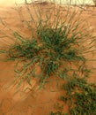 Desert herb with long and dense green leaves