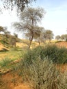 Desert herbs and ghaf trees in desert