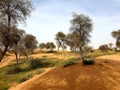 Desert herbs and ghaf trees in desert