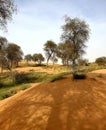 Desert herbs and ghaf trees in desert