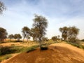 Desert herbs and ghaf trees in desert