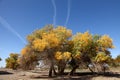 The desert hero- Ejinaqi Populus euphratica