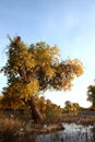 The desert hero- Ejinaqi Populus euphratica