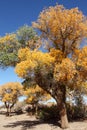 The desert hero- Ejinaqi Populus euphratica