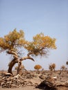 The desert hero-withered tree in Ejinaqi