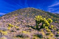 Desert hillside with Joshua tree and cactus under a blue sky