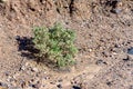 Desert Holly in the arid California desert.