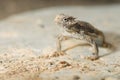 Desert horned lizard