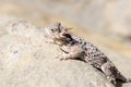 Desert Horned Lizard Royalty Free Stock Photo