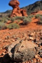 Desert Horned Lizard desert,Nevada,United States Royalty Free Stock Photo