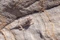 Desert Horned Lizard Royalty Free Stock Photo