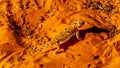 Desert Horned Lizard or Horny Toad walking on the Red Desert Sand Royalty Free Stock Photo