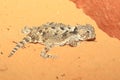 Desert horned lizard Royalty Free Stock Photo