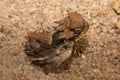 The Desert Horned Lizard Phrynosoma platyrhinos.