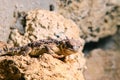 Desert horned lizard (Phrynosoma platyrhinos) lying on a rock