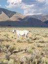 Desert horses mountains and cloudy sky