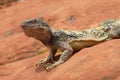 Desert Iguana Royalty Free Stock Photo