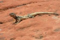 Desert Iguana Royalty Free Stock Photo
