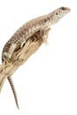 Desert Iguana Royalty Free Stock Photo