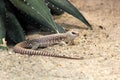 Desert iguana Royalty Free Stock Photo