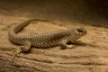 Desert iguana Dipsosaurus dorsalis. Royalty Free Stock Photo