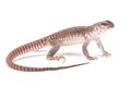 Desert iguana (Dipsosaurus dorsalis)