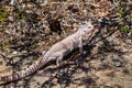 Desert iguana Dipsosaurus dorsalis, Panamint Valley, Death Valley National Park, California Royalty Free Stock Photo