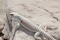 Desert Iguana Dipsosaurus dorsalis white lizard Royalty Free Stock Photo