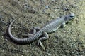 Desert iguana (Dipsosaurus dorsalis). Royalty Free Stock Photo