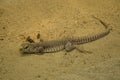 The Desert iguana Dipsosaurus dorsalis. Royalty Free Stock Photo