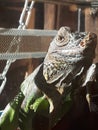 The desert iguana Latin: Dipsosaurus dorsalis is a herbivorous lizard from the Iguanidae family, Royalty Free Stock Photo