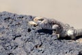 Desert Iguana Royalty Free Stock Photo