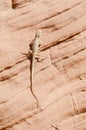 Desert iguana sitting on a redrock Royalty Free Stock Photo