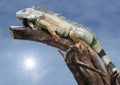 Desert iguana sleep on the wood with the sun Royalty Free Stock Photo
