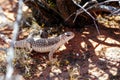 Desert iguana, valley of fire, nv Royalty Free Stock Photo