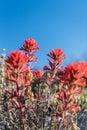 Desert Indian Paintbrush on Blue Sky Royalty Free Stock Photo