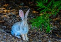 Desert Inhabitant Cottontail Rabbit