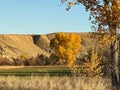 Desert Irrigated Farm Field