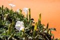 Desert Jimson Weed Royalty Free Stock Photo