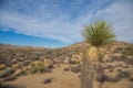 Desert of Joshua Tree National Park, California with trees