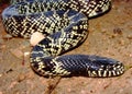 Desert Kingsnake (King Snake)