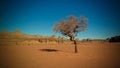 Desert Landscape with Acacia in Moul Naga valley at in Tassili nAjjer national park in Algeria