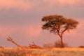 Desert landscape Royalty Free Stock Photo