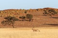 Desert landscape with acacia trees and oryx gazelle in NamibRand Nature Reserve, Namib, Namibia, Africa Royalty Free Stock Photo