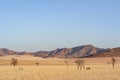 Desert landscape with acacia trees and oryx in NamibRand Nature Reserve, Namib, Namibia Royalty Free Stock Photo