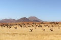 Desert landscape with acacia trees and oryx in NamibRand Nature Reserve, Namib, Namibia, Africa Royalty Free Stock Photo