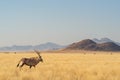 Desert landscape with acacia trees and oryx in NamibRand Nature Reserve, Namib, Namibia, Africa Royalty Free Stock Photo