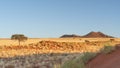 Desert landscape with trees and red sand dunes in NamibRand Nature Reserve, Namib, Namibia Royalty Free Stock Photo