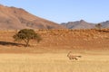 Desert landscape with acacia trees and oryx in NamibRand Nature Reserve, Namib, Namibia, Africa Royalty Free Stock Photo