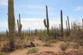 Desert landscape filled with a variety of cacti in Saguaro National Park West, Tucson, Arizona Royalty Free Stock Photo